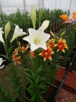 [5138 Global Justice No02.JPG]